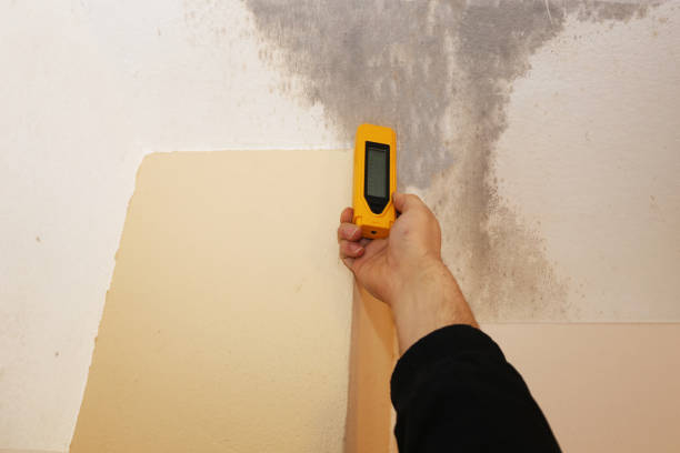 Best Attic Mold Removal  in Hermosa Beach, CA