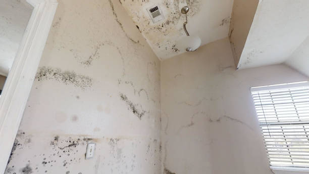 Best Comprehensive Air Testing for Mold Contaminants  in Hermosa Beach, CA