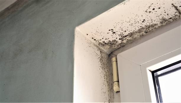 Best Mold Remediation for Rental Properties  in Hermosa Beach, CA