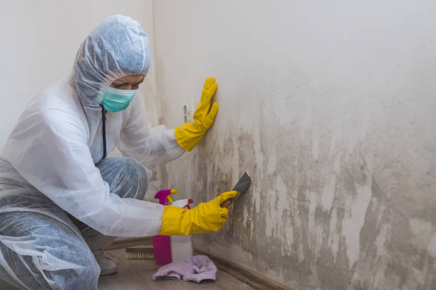 Trusted Hermosa Beach, CA Mold Removal Experts