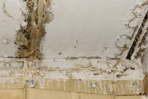 Best Real Estate Mold Inspection  in Hermosa Beach, CA