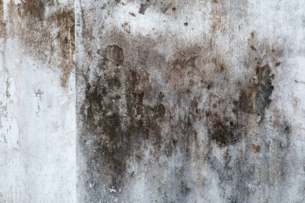 Best Emergency Mold Remediation  in Hermosa Beach, CA