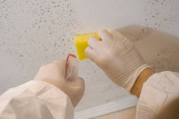 Best Air Quality Testing for Mold Spores  in Hermosa Beach, CA