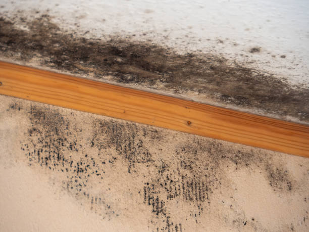 Mold Remediation for Rental Properties in Hermosa Beach, CA