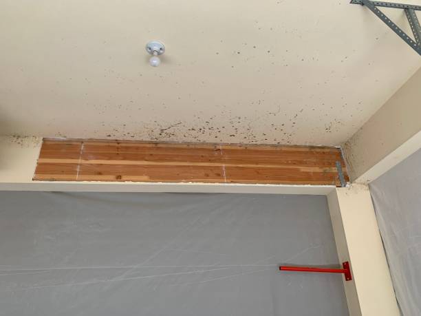 Hermosa Beach, CA Mold Removal Company