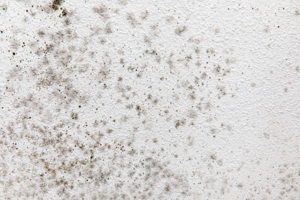 Mold Documentation for Insurance Claims in Hermosa Beach, CA