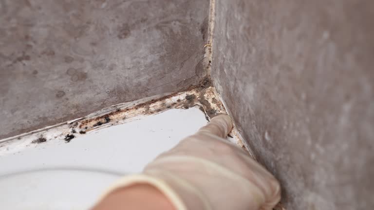 Best Dehumidification Services  in Hermosa Beach, CA