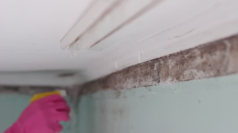 Best Asbestos and Lead Testing During Mold Inspection  in Hermosa Beach, CA
